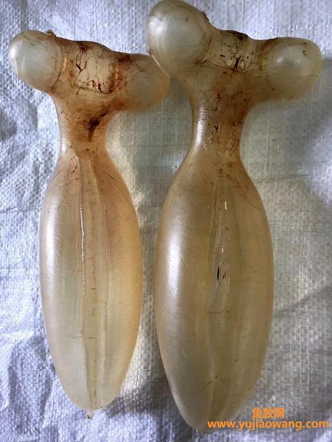 魚膠對(duì)女性子宮的功效